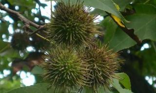 中药路路通 中药路路通